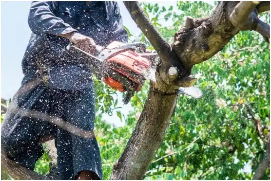 tree services Rafael Capó